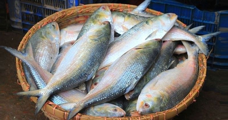 দুর্গাপূজায় ইলিশ রপ্তানি চান ভারতের আমদানিকারকরা